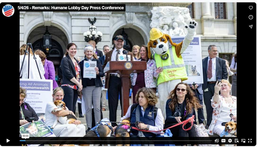 Senator Mastriano stands at the top of the capitol steps with Senator Comitta as they receive their awards for bi-partisan work on the Beagle Bill