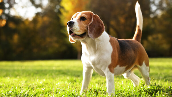 Mastriano, Comitta Bill to Protect Animals from Painful Experimentation Almost Law